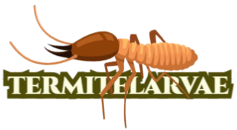 Termite Larvae